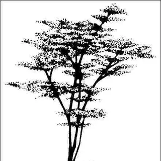 thumbnail for publication: Amelanchier arborea: Downy Serviceberry